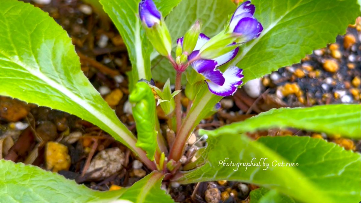 #プリムラの夏越し準備
花が終わったので植え替えました。
クラウン（株の中央部）に
土がかからないように浅植えにしました。
梅雨時になるとクラウンから
株が腐りやすいので
水撒きも朝に行います。