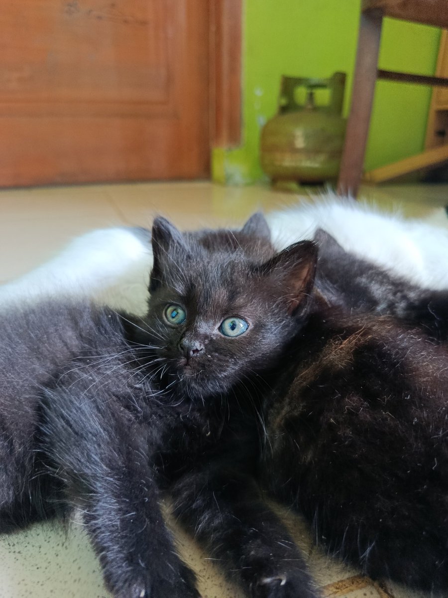 ☀️🌙❄🌸🌼🌻 tweet media