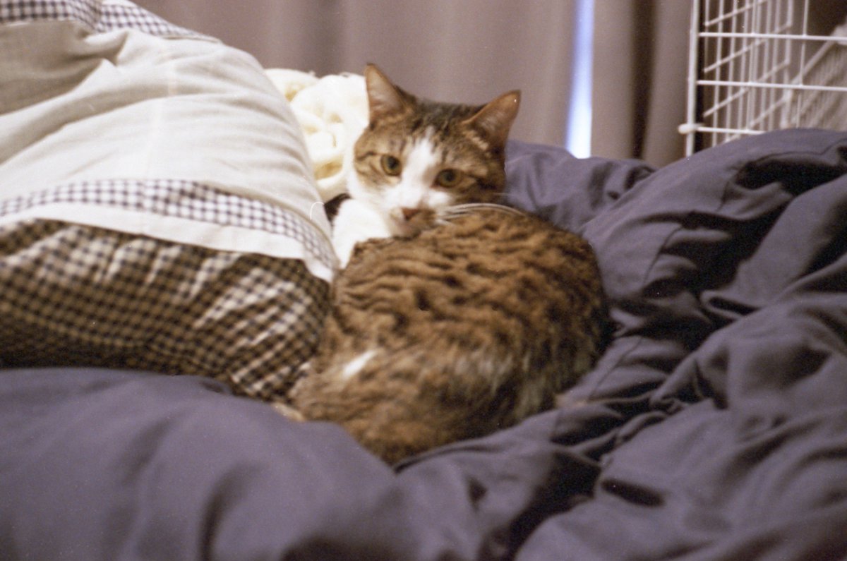 syashin_rensyuu's tweet image. 猫
4月上旬 16時頃

Rollei35S

Lucky Color 200
マリックスC-41
38℃ 3:30

#Rollei35 
#Luckyfilm
#乐凯
#Marix
#自家現像