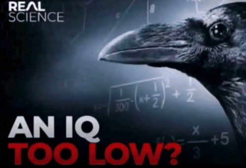 AJ 🇻🇦 tweet media