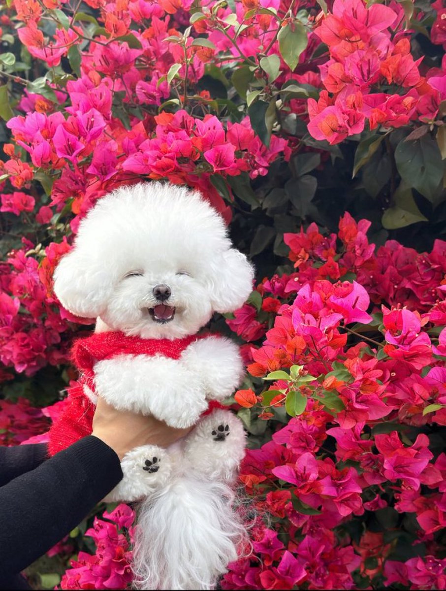 「犬元気にしてる？」と実家の母にラインしたら送られてきた写真