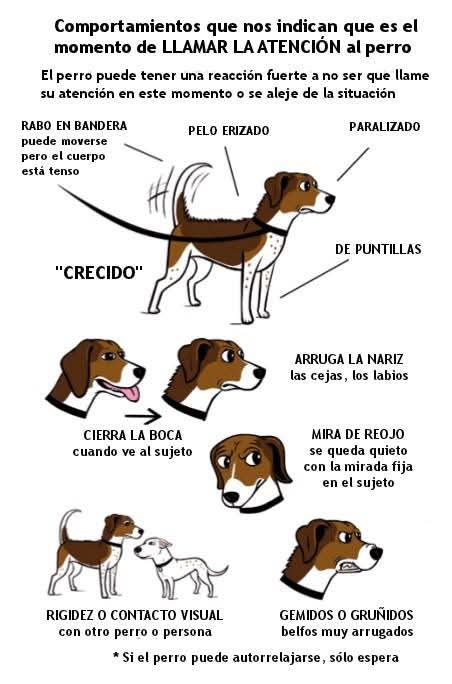 Ricardo Antón (@dogguau_bilbao) on Twitter photo 