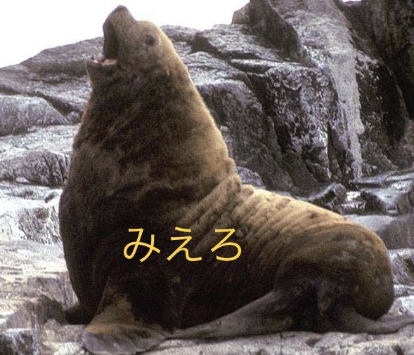 Miyelo（みえろ） tweet media