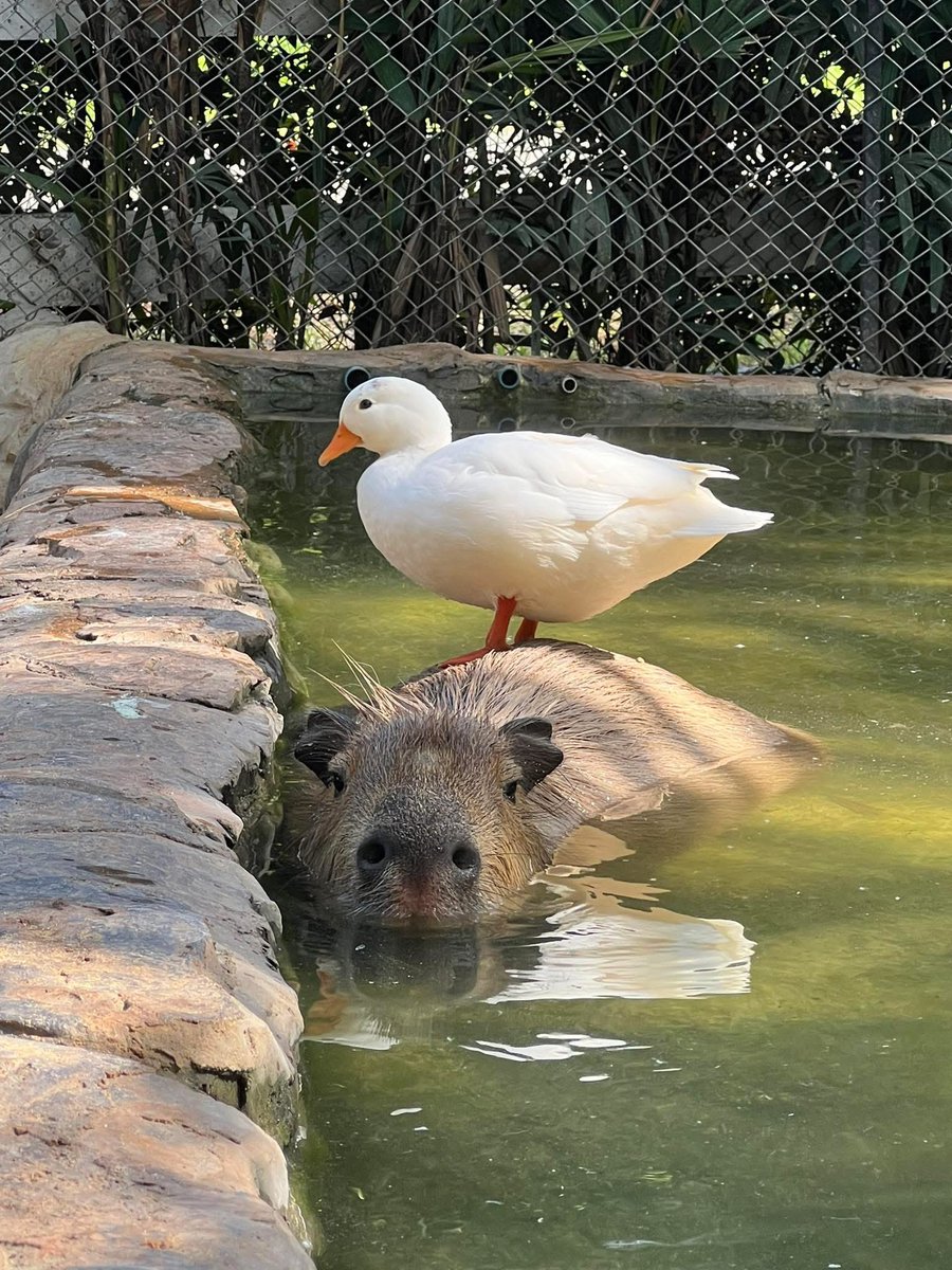 เห็ดอวกาศッ tweet media