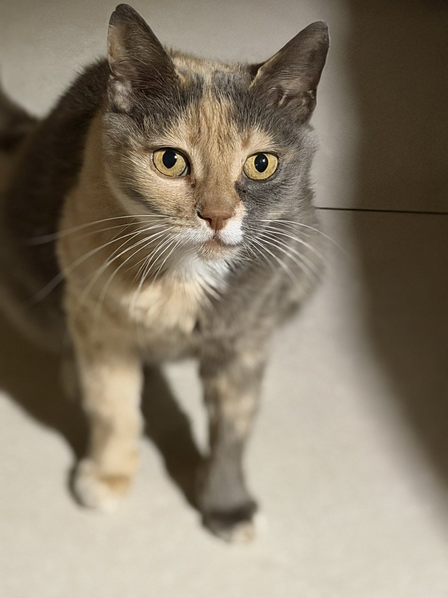 NAFO_trinzu🇪🇪❤️🇺🇦🔱🦉 tweet media