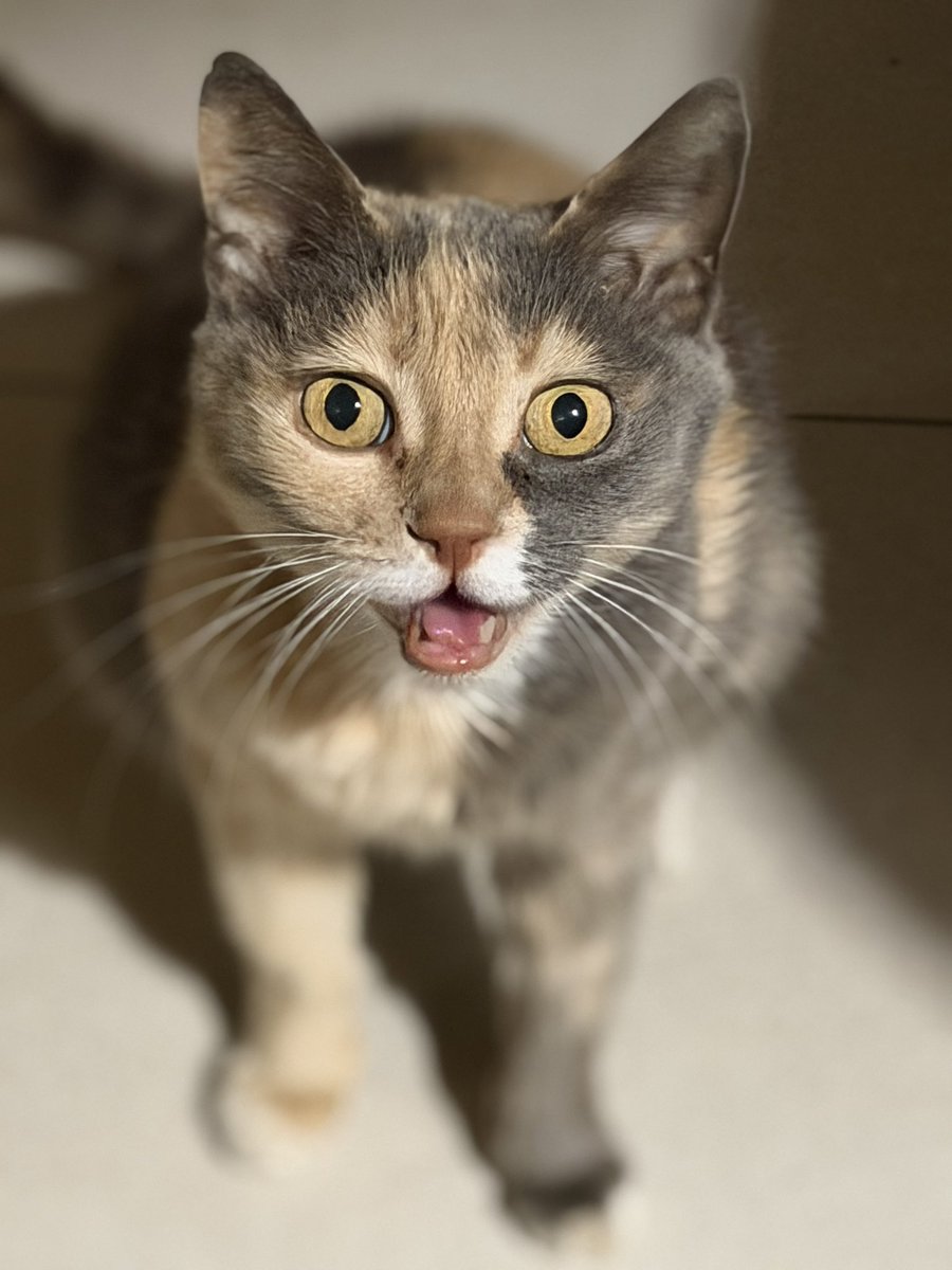 NAFO_trinzu🇪🇪❤️🇺🇦🔱🦉 tweet media