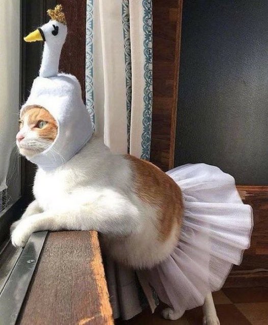 癒しの動物 tweet media