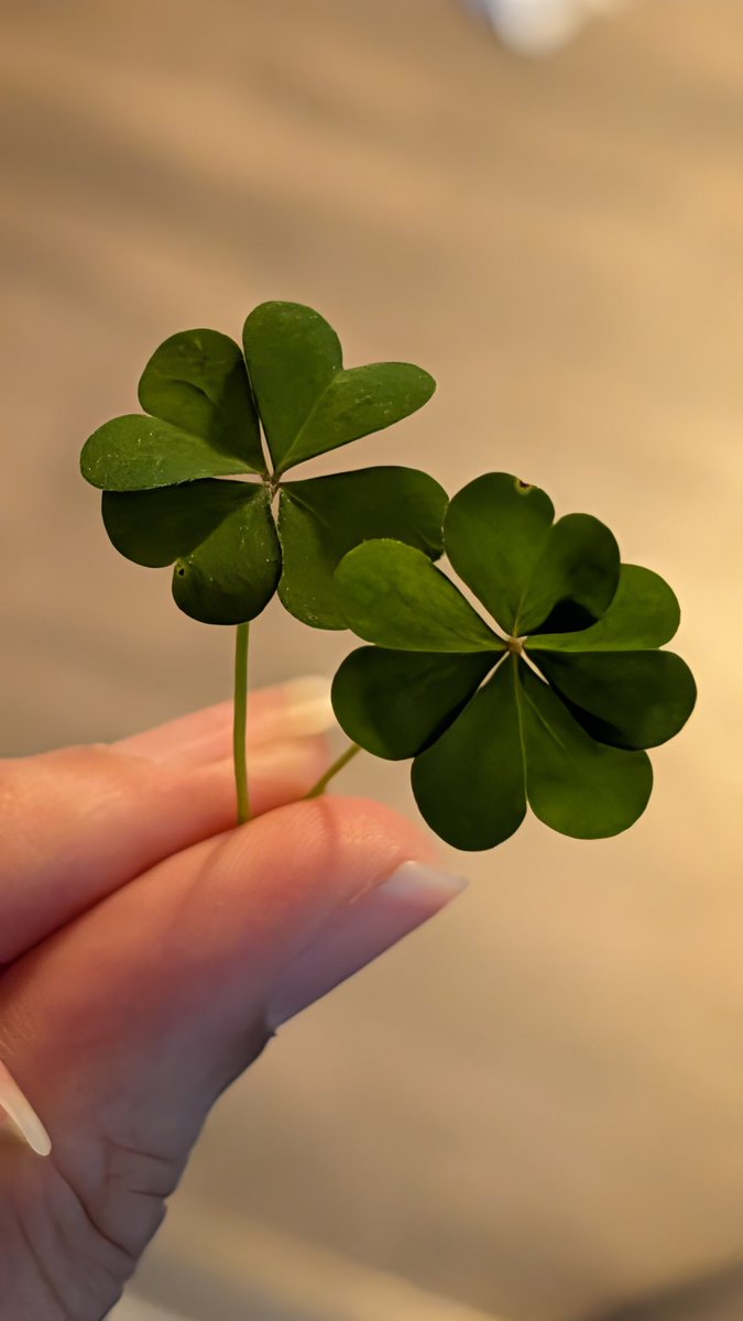 amanda of the forest tweet media