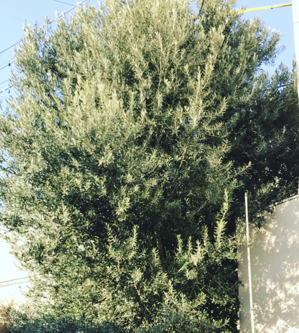 はる🐵🖐️🇯🇵 tweet media