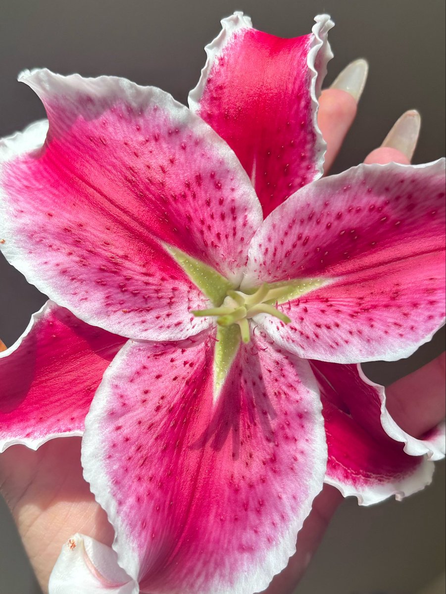 AliLja3kx's tweet image. 💕🌷 pretty as a flower #paypig #cash #hot #money #sugardaddy