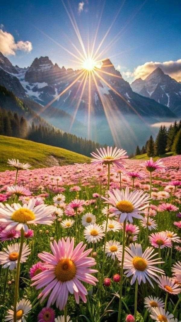 Loeka02's tweet image. ✧ ✨ Thursday Morning Gold ✨ ✧

A brand new dawn, a golden light,
To chase away the quiet night.
May purpose guide your steps today,
And kindness brighten all your way.
🌞
Rise and shine with spirit free,
In perfect, calm serenity.

☀️🌿🕊️

#GoodMorning #X
#ThursdayInspiration