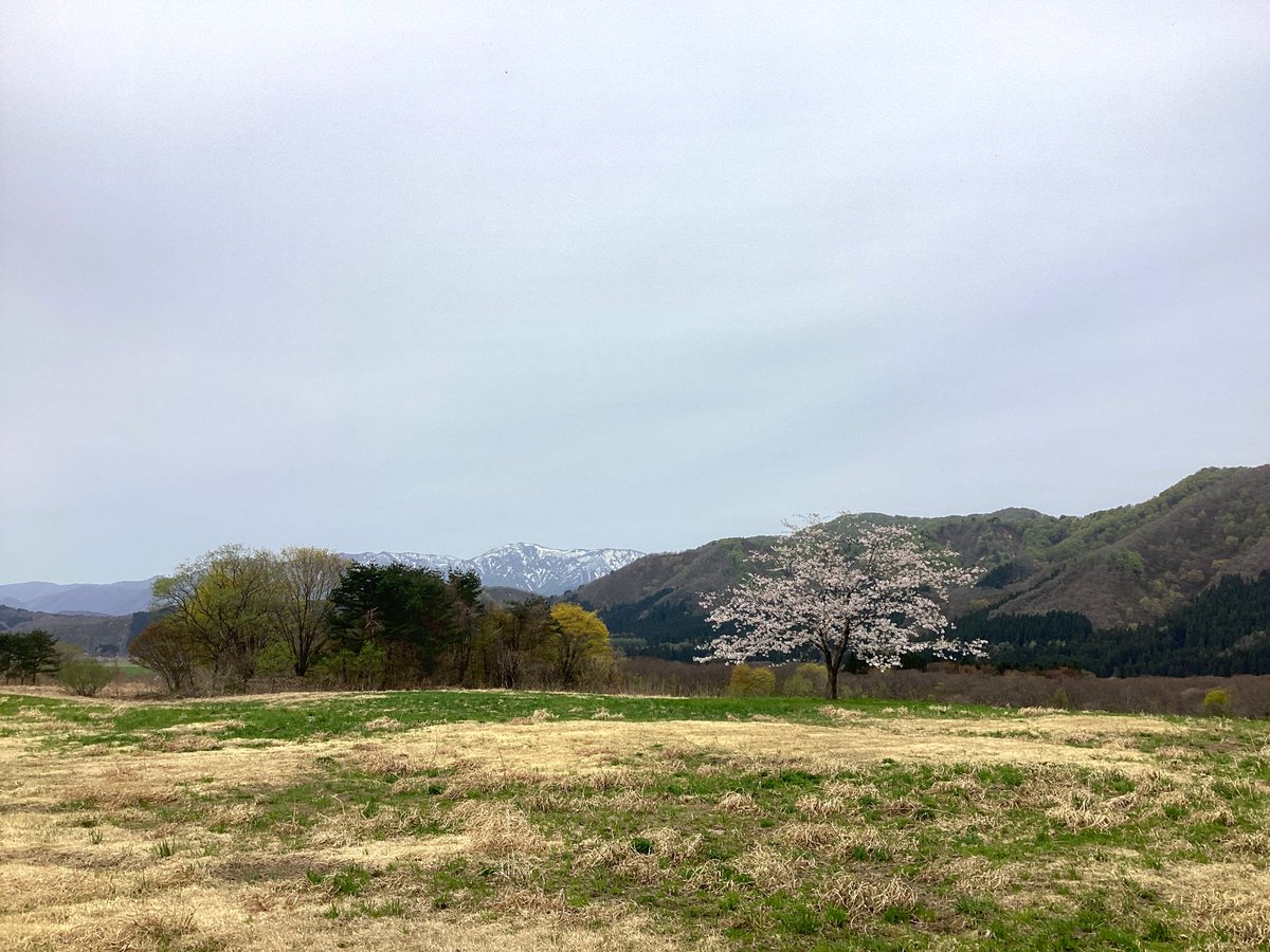 mogamiSSC's tweet photo. 花曇りの空模様ですが、いち髪の木がちょうど見頃です🌸
今週4/25（土）より、前森高原がOPEN✨
自然を満喫しながら引馬やコテージでの宿泊が楽しめます🐎
ぜひ週末・GWは前森高原へ遊びに来てください♪

詳細はこちら👇
https://t.co/1lOzYZ2Q5L https://t.co/9xJ5xA1wd8