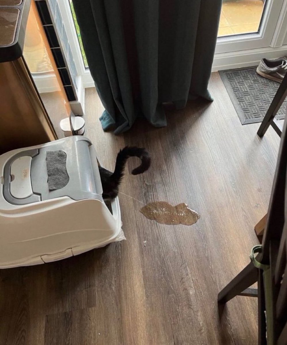 癒しの動物 tweet media