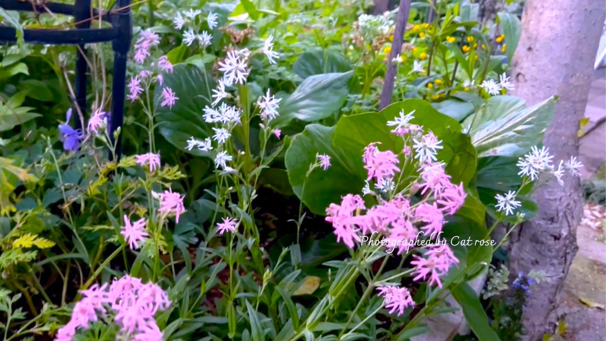 通年植えっぱなしの
＃レウシア
今年は花茎がたくさんあがりました。
寒さで無くなってしまうかなとも
思いましたが
鉢から下ろして正解でした。