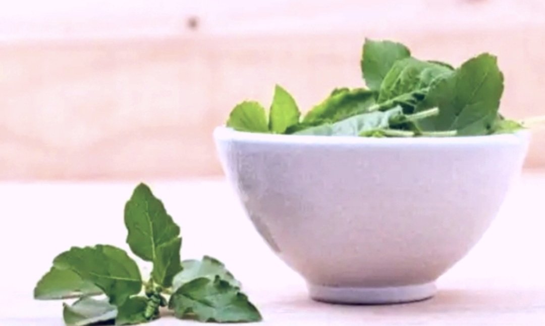 svnishtha's tweet image. TULSI-Why we consider it so sacred?It is a valuable Preventive food &amp;amp; Therapeutic herb
Link to my Blogpost-
shuchitavatsalsworld.blogspot.com/2020/03/tulsi.…
(#health #holistichealth #Wellbeing #healthcare #HealthyEating #HealthyLiving #healthylife #healthynation #HealthyFood 
#PreventiveFood #wellness )