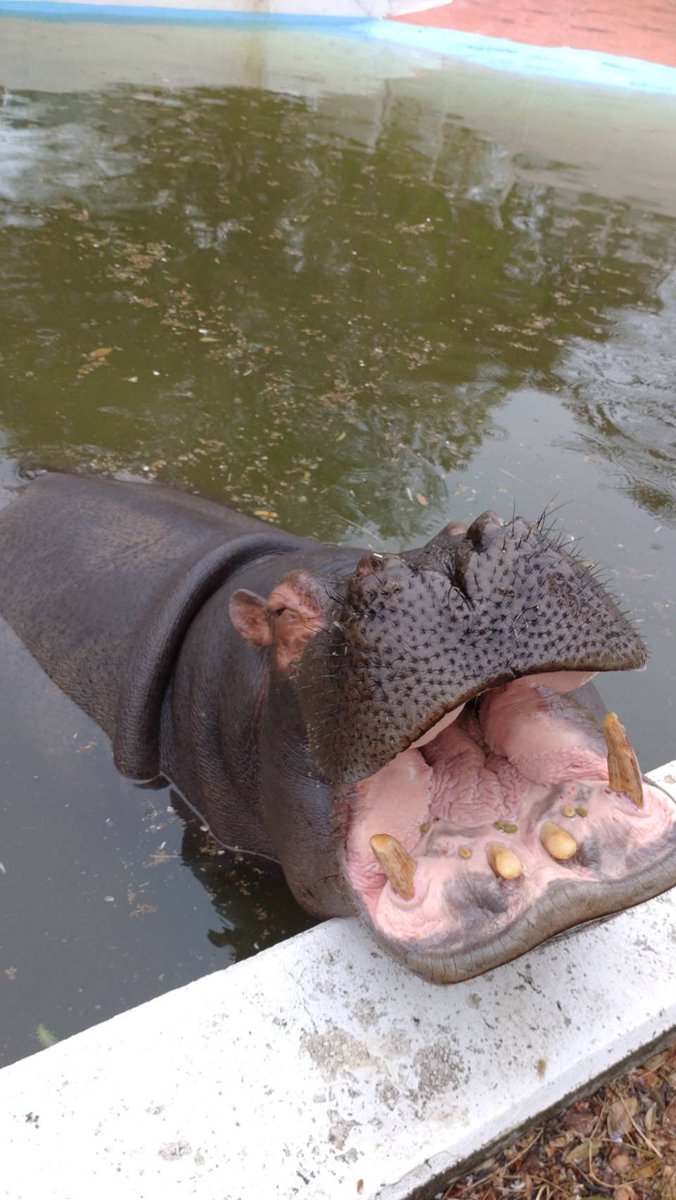 東武動物公園【公式】リュウくん tweet media