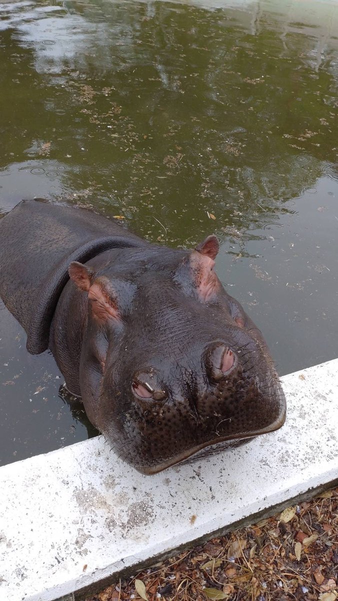 東武動物公園【公式】リュウくん tweet media