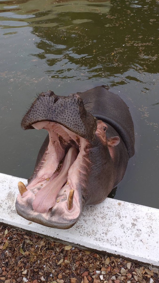 東武動物公園【公式】リュウくん tweet media