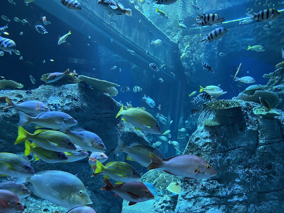 なうしか tweet media