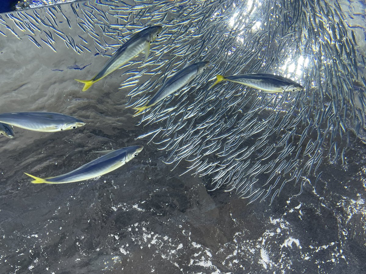 なうしか tweet media