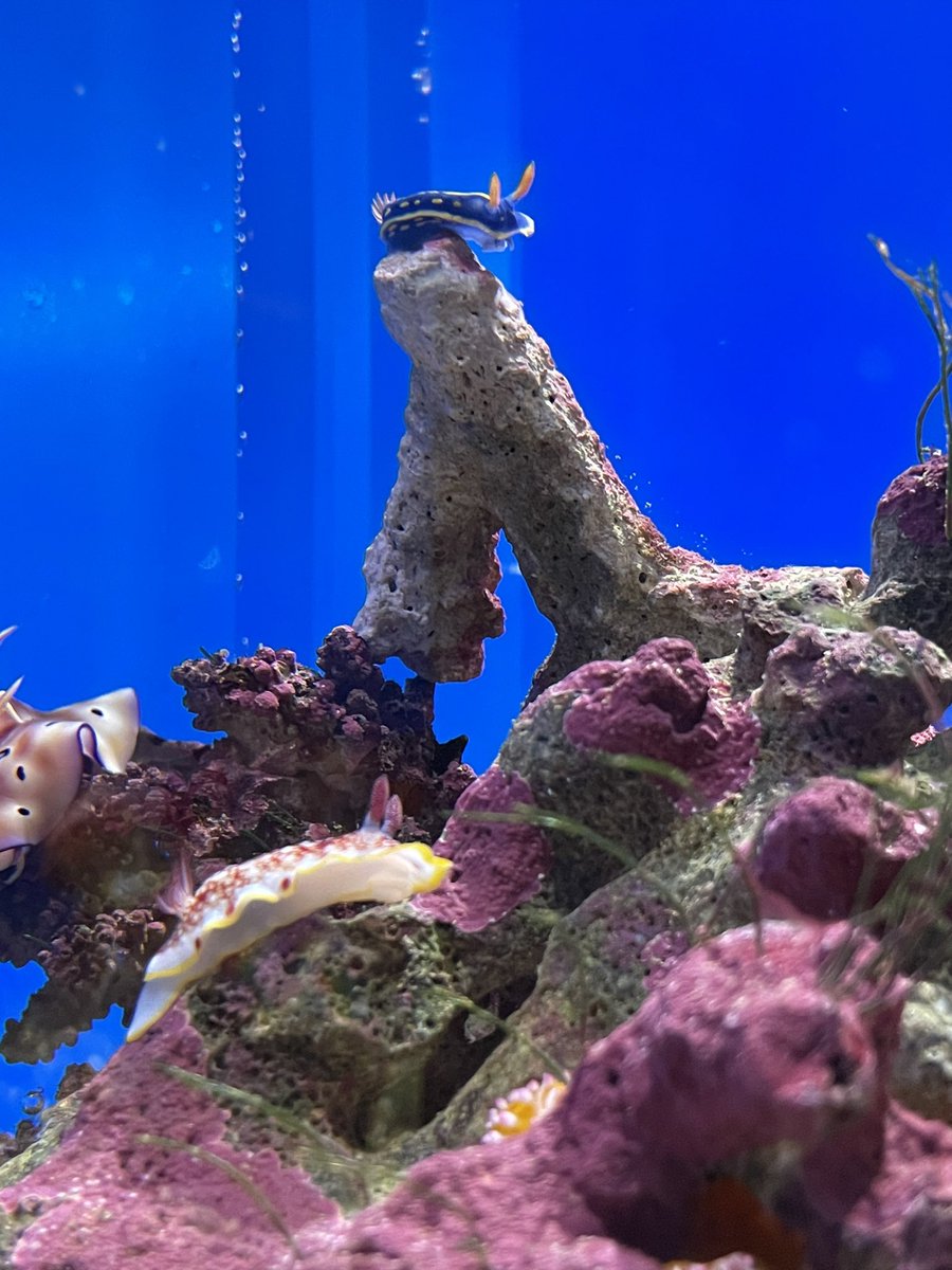 なうしか tweet media