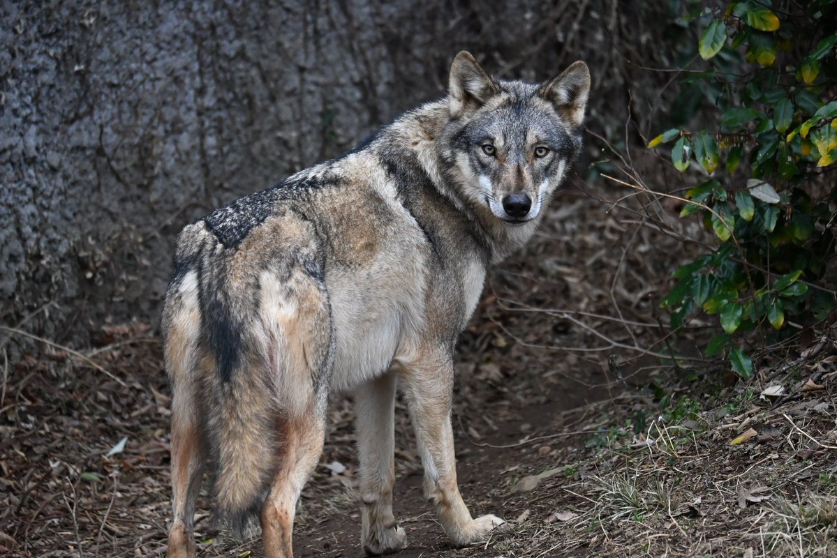 晴天(てん) tweet media