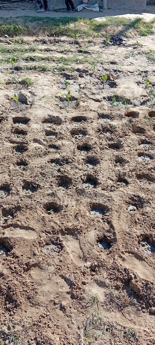 🇵🇸🍉SHADI🇵🇸🍉 tweet media