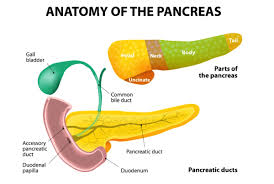 DonovanSea9133's tweet image. #pancreas @DMSeII4Mayor #eberspapyrus #alcohol #puberty #red #white #bloodcells #immunesystem 🫵🏽s/b made aware by now #population control #boosters #sterilization Matthew 18:6 KJV #christ #constitution make sure to get your sperm tested and begin steps to reboot your system.