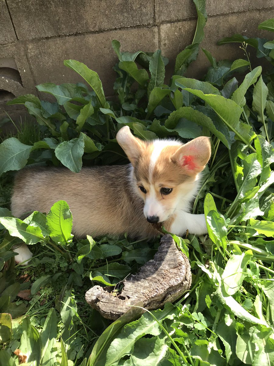 ももいろだいふく tweet media