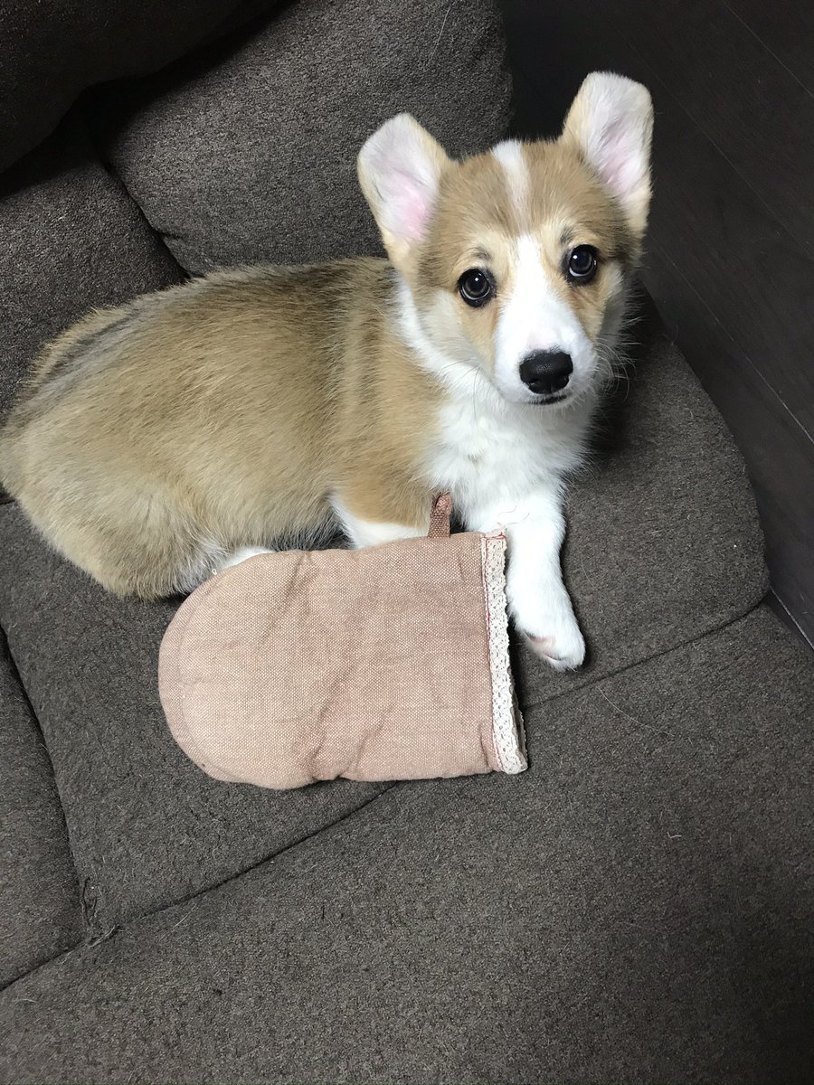 ももいろだいふく tweet media