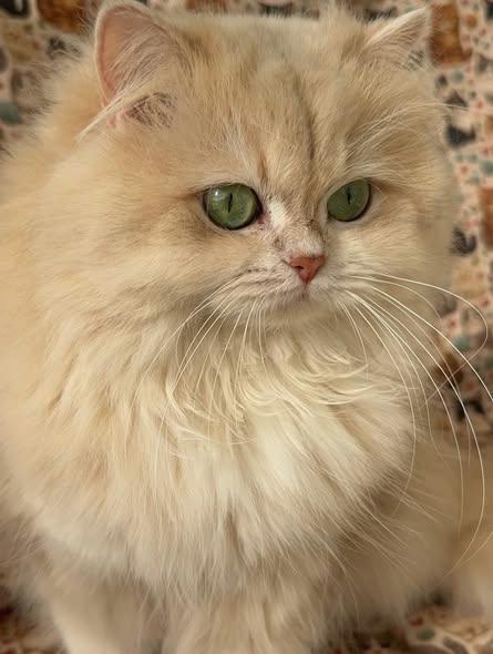 牛逼挣米路子 tweet media