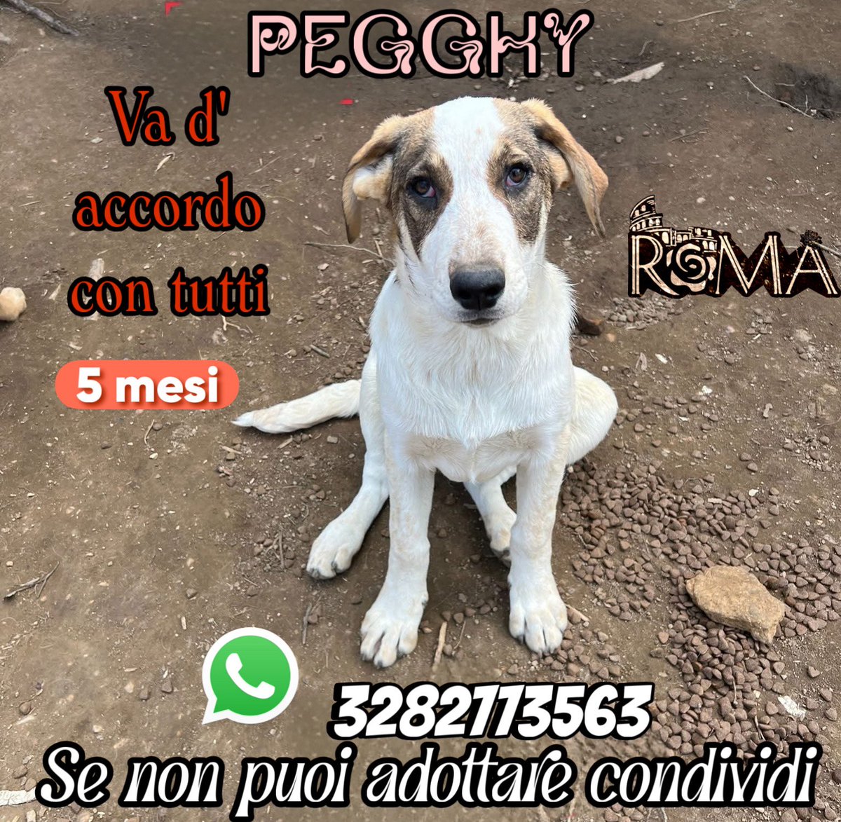 Cucciola cerca adozione ha quasi 5 mesi  socievole con cani e persone ama molto le coccole , da adulta sara' una futura taglia media e' visibile a Roma nord ma può viaggiare anche al nord .Libretto sanitario in regola 3282773563