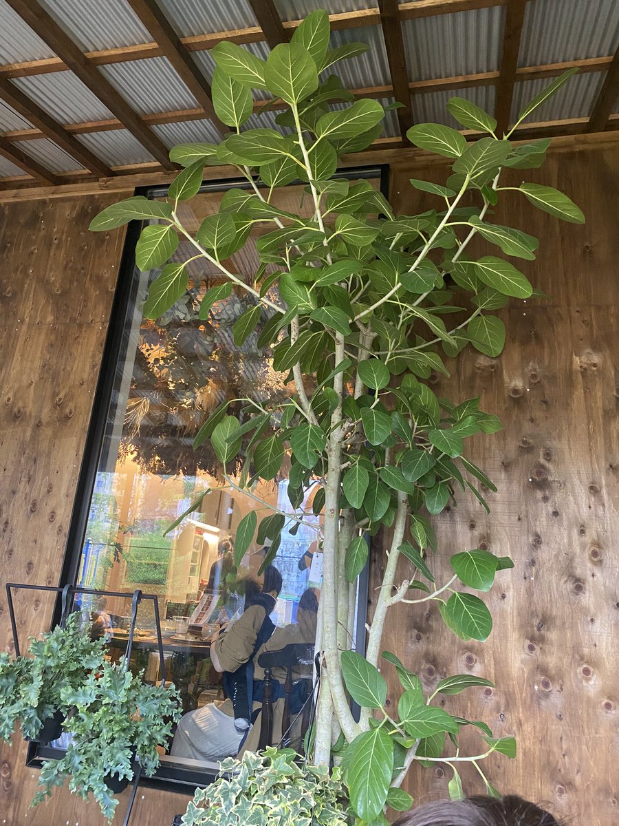 OMirainoyoko811's tweet image. ただいま
カフェにて🍩☕∗*ﾟ
待機中✨✨✨✨🩷

雨が肌寒いから
夜は
何しようかな✨✨✨

 #Cafe
 #シナモンカフェラテ
 #抹茶ラテ