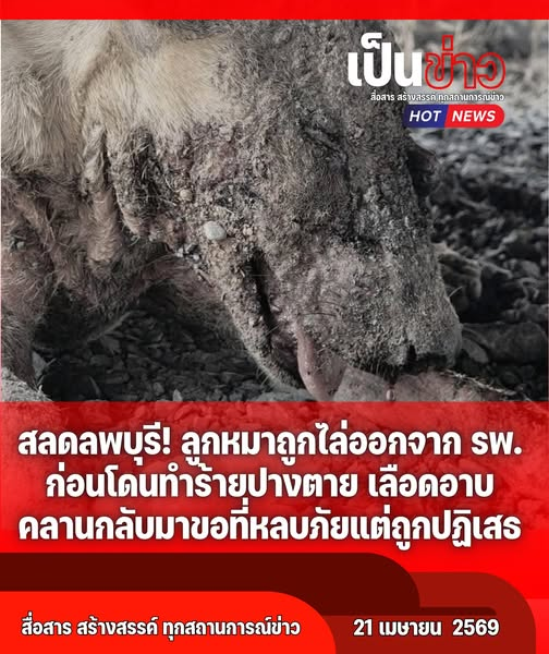 ใจร้ายมากนะ

- จากเฟส SuKi Lucky ได้โพสต์ มีคนส่งเรื่องขอความช่วยเหลือ
- ลูกหมาตัวนิดเดียวโดนคนหลังโรงพยาบาลแห่งหนึ่งทำร้ายตีน้องจนน่วม
- ตาทะลัก จากมองเห็นกลายเป็นหมาตาบอด
- น้องพยายามคลานขอเข้ามาหลบในโรงพยาบาล ทั้งหวาดกลัวและตัวสั่น แต่โรงพยาบาลไม่ให้เข้า
-