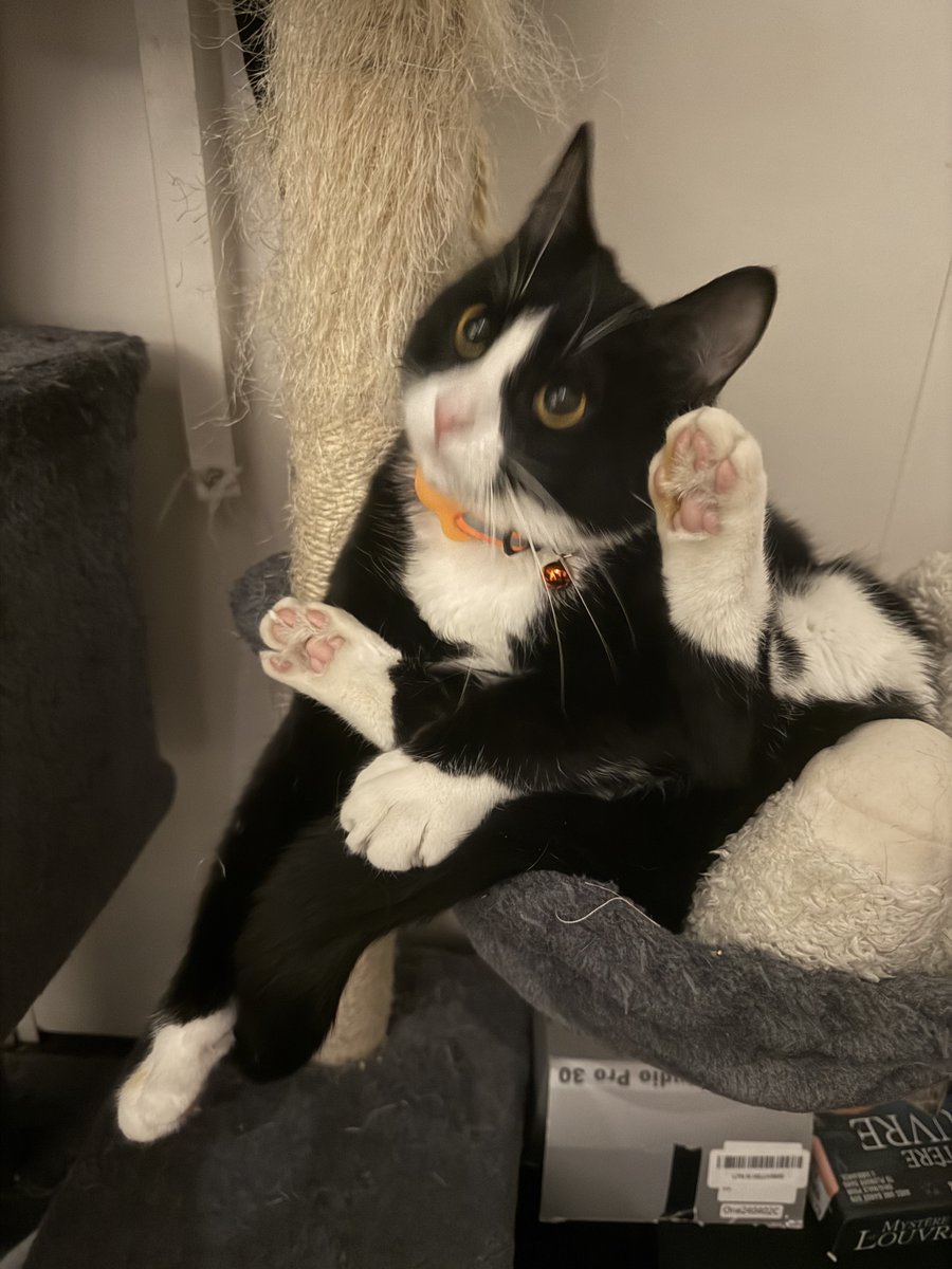 小猫能有什么坏心眼呢（心虚中）