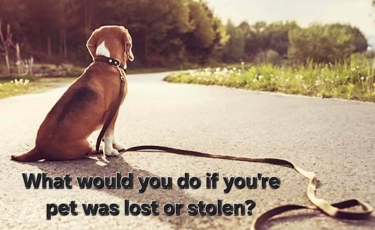 watkinsonphoto's tweet image. What would you do if your pet didn’t come home?

Microchipping is law. But the system behind it is still fragmented.

It doesn’t have to be this way.
Please Sign &amp;amp; Share 👇 petition.parliament.uk/petitions/7486…⁠

#AnimalWelfare #MakeChipsCount
#Dogs #Cats #Rescue