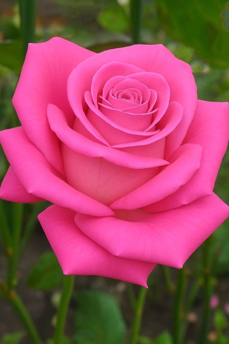 Muhammad Masood Ahmad tweet media