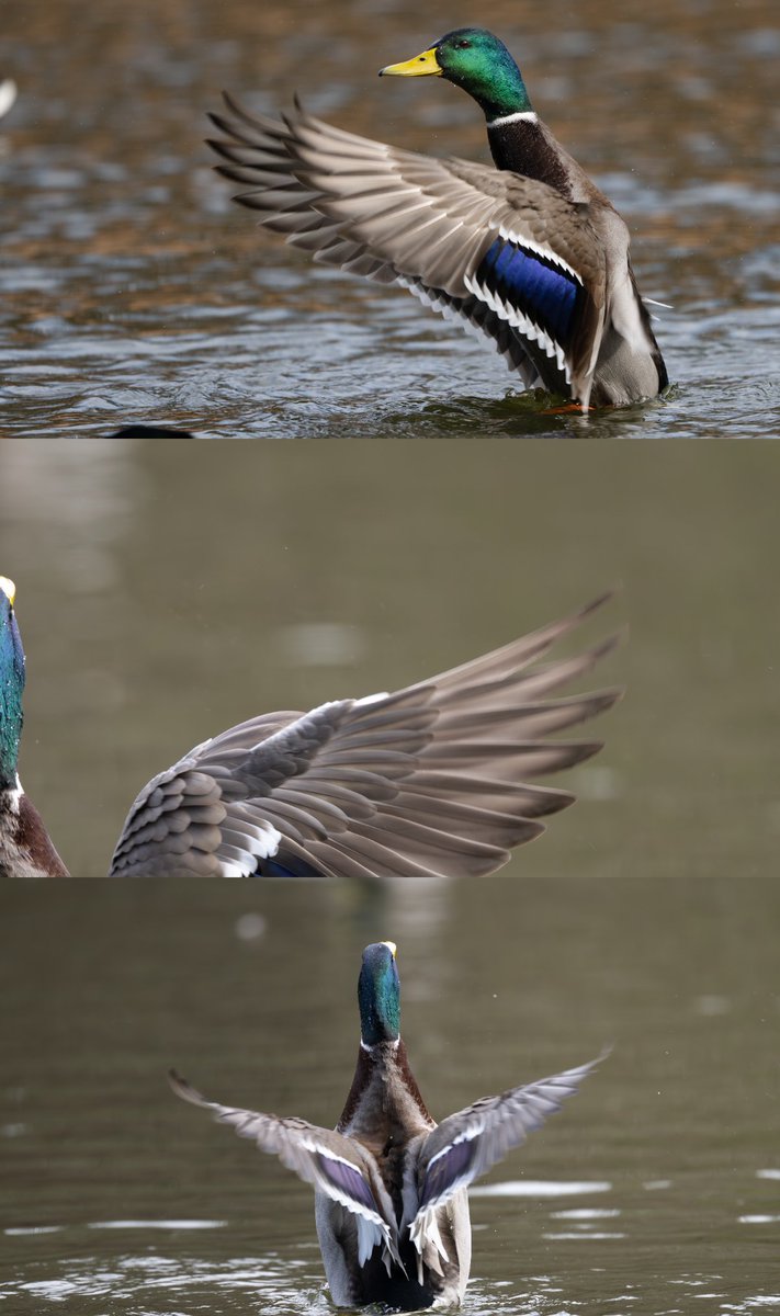 sharakuleo15's tweet image. 背中で語る
※タップしてみてね🙌
#野鳥
#マガモ
#Nikon
#Z9
#z600mmf4tc
#私とニコンでみた世界