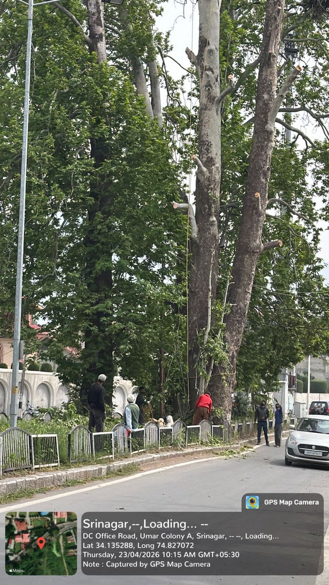 Initially Govt gives permission for Looping / Cutting of Branches of the Chinar Trees &amp; finally it ends up in Axing of these Majestic Trees- In last 2 years this practice has gained momentum- Earlier it was Div Comm who would give permissions but now even Tehsildar issues the