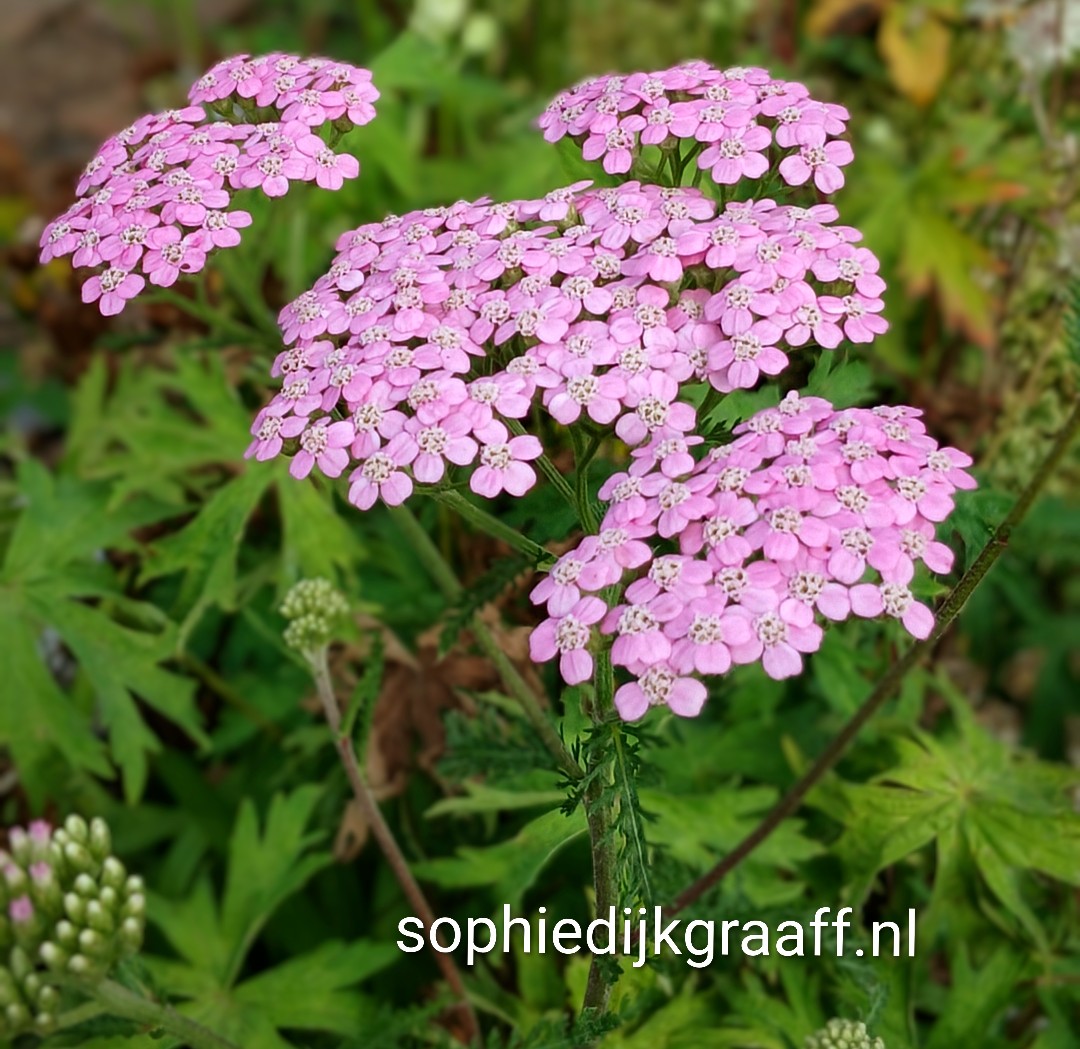 sophie dijkgraaff 🌈🎼✒️ 📷✌🏼 tweet media