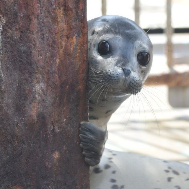 horse dentist tweet media