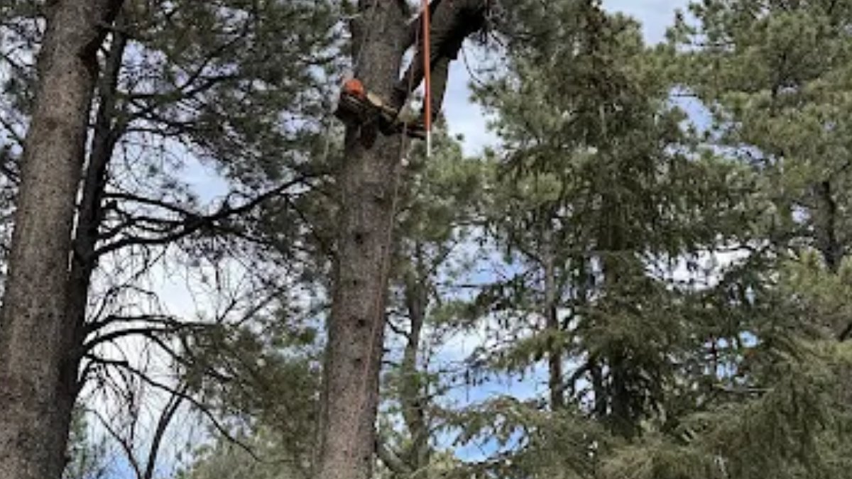 HawkTreeService's tweet image. It’s not just the job—it’s the experience
In Colorado Springs, CO, good tree work is about more than cutting and cleanup.
✔️ Showing up on time
✔️ Clear communication
✔️ Safe, steady progress
✔️ Clean finish
Trust is built during the job, not just after it.
#TreeService #TreeCare