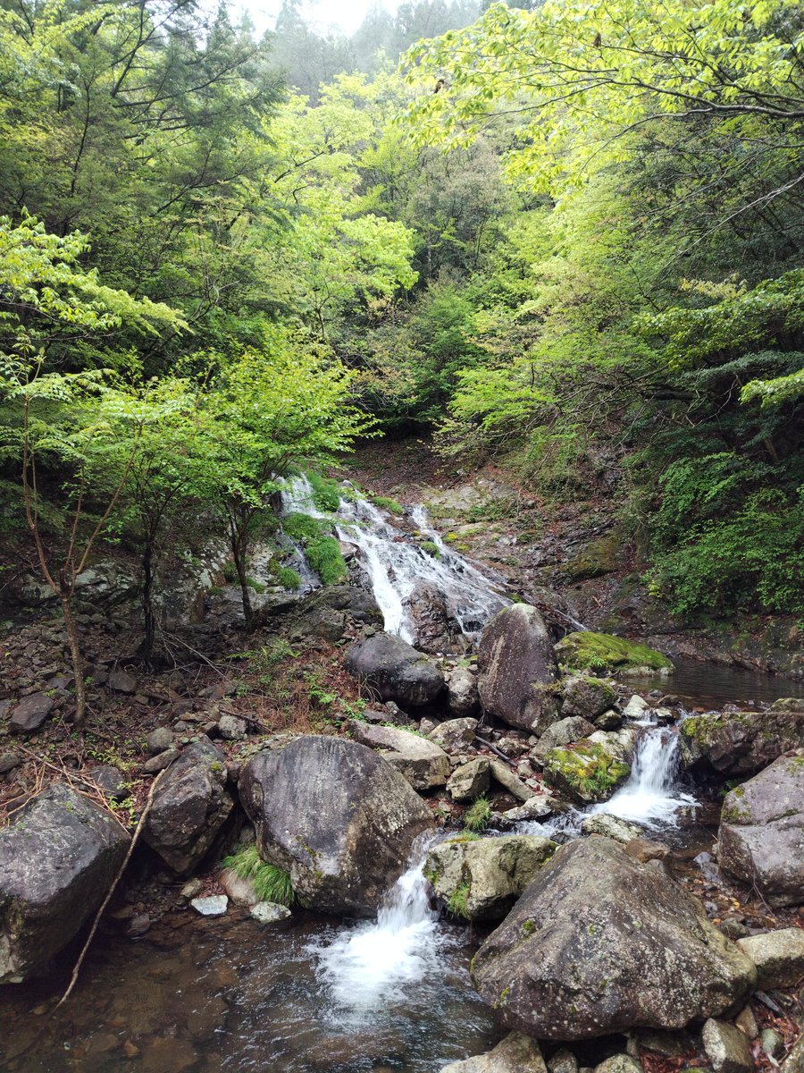 島の次は山でちょっと様子見を。ヒルが多くて気を抜くとすぐ登ってきてます。マダニにかまれるよりマシなのかもしれませんが、見た目はマダニのほうがマシかな。ヒルは普段行く山では出会わないので、久しぶりにたくさん見ました。