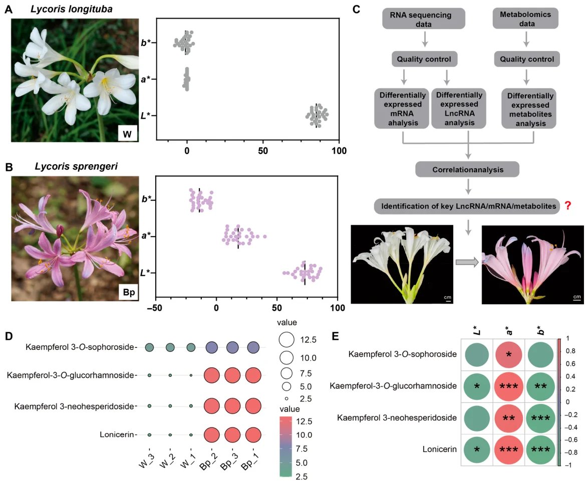 Plants_MDPI's tweet image. 🌸 Same genus, different color — it all comes down to which hydroxylase gene dominates

New research maps the molecular fork between blue-purple and red Lycoris flowers, with a lncRNA at the top of the regulatory chain

🔗 Discover it: brnw.ch/21x1QIc

#Flavonoids #LncRNA