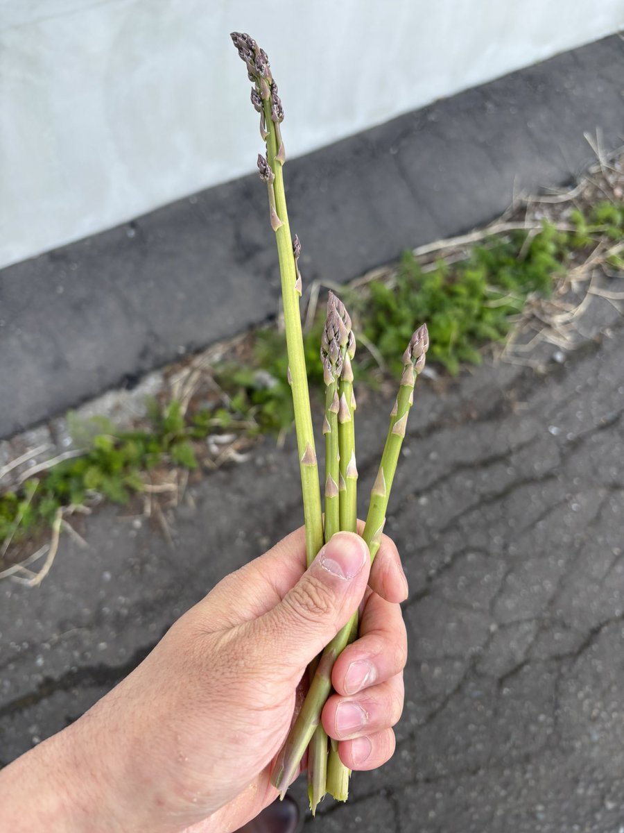 川崎映 tweet media