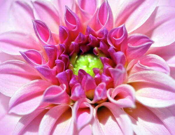 HurmerintaArt's tweet image. Bright And Shiny Dahlia.
A macro photograph of a beautiful pink dahlia in the garden!

#wallart #cards #bags #homedecor

 johanna-hurmerinta.pixels.com/featured/brigh…