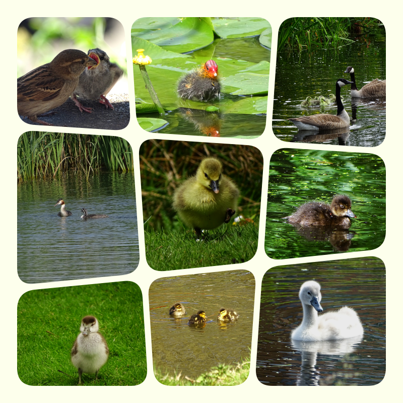 Goedemorgen. 
Bij #camer_A_pril hebben we al  veel jonge dieren voorbij zien komen, vandaag gaan we ons echt blij maken met #nieuwleven. Dat jonge spul is altijd zo vertederend
Iedereen een fijne donderdag 🙋‍♀️☕️🐣