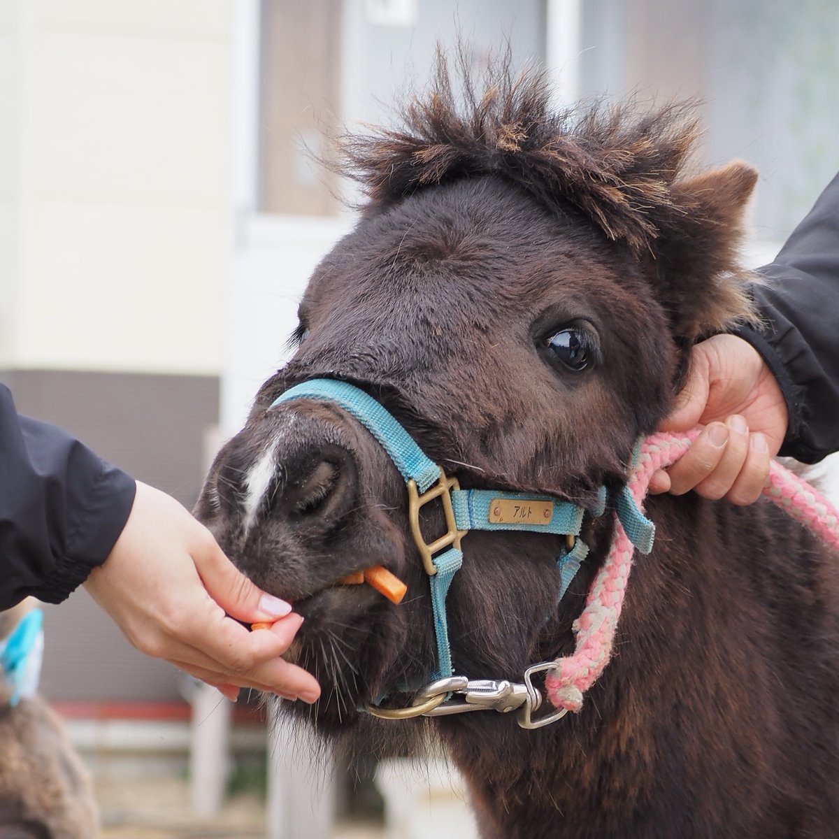 ぽんぽん🐾 tweet media