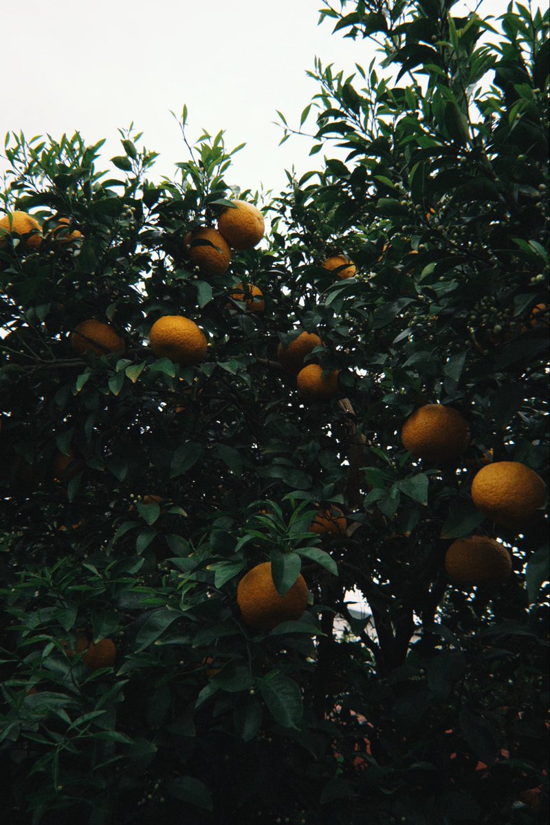 when life gives you tangerines