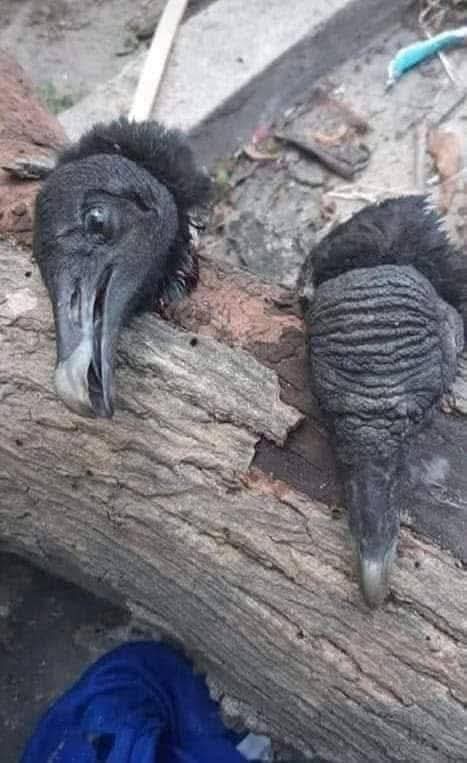 🚨Noticiero-502gt🚨📰🇬🇹📢 (La Voz de la Noticia) tweet media